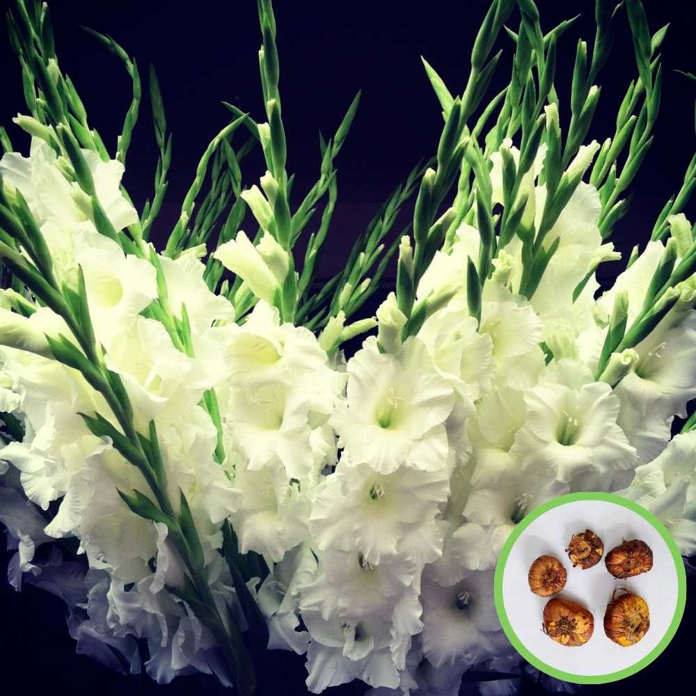 Gladiolus White Flower Bulbs (05N)