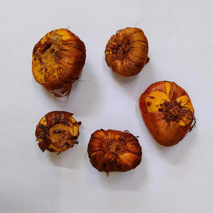 Gladiolus Orange Flower Bulbs (05N)