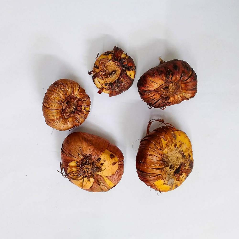 Gladiolus Yellow Flower Bulbs