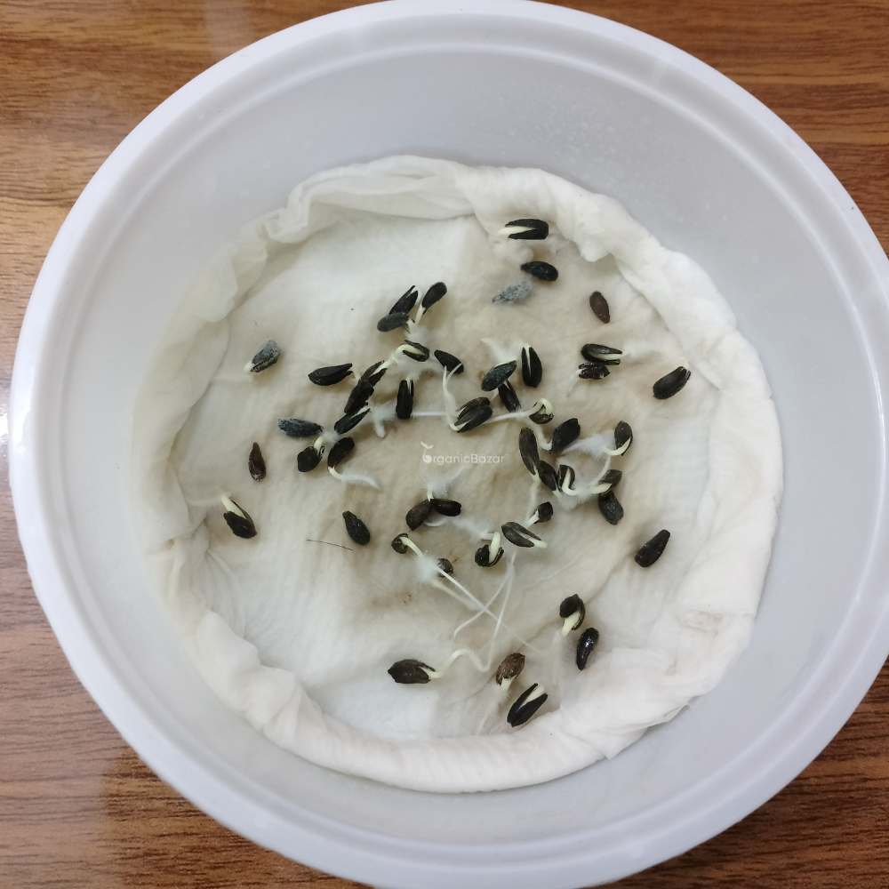 Dimorphotheca Glistening White Seeds (50 Seeds) High Germination/ Easy To grow/ Perfect for pots, balconies, or Terrace gardens