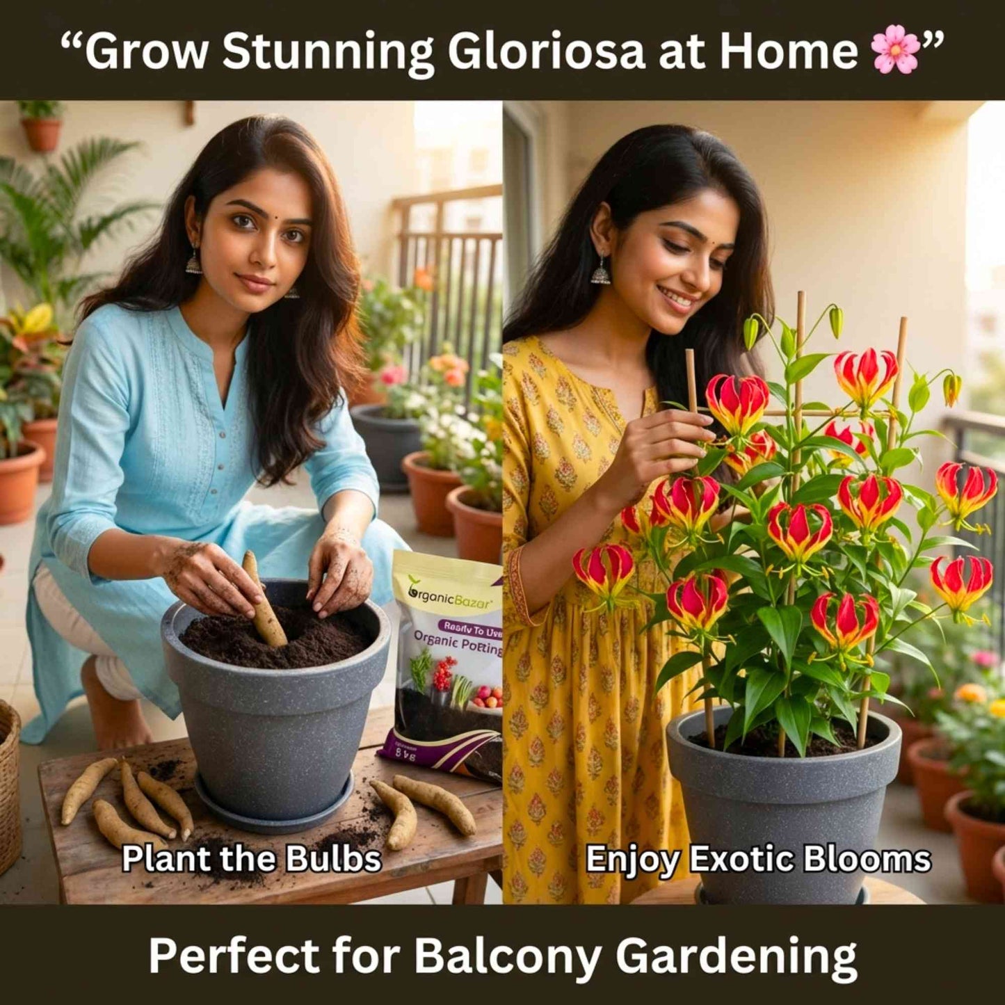 Gloriosa superba (Flame Lily/Glory Lily) Flower Bulbs (05N) Exotic Climbing Blooms 🌺