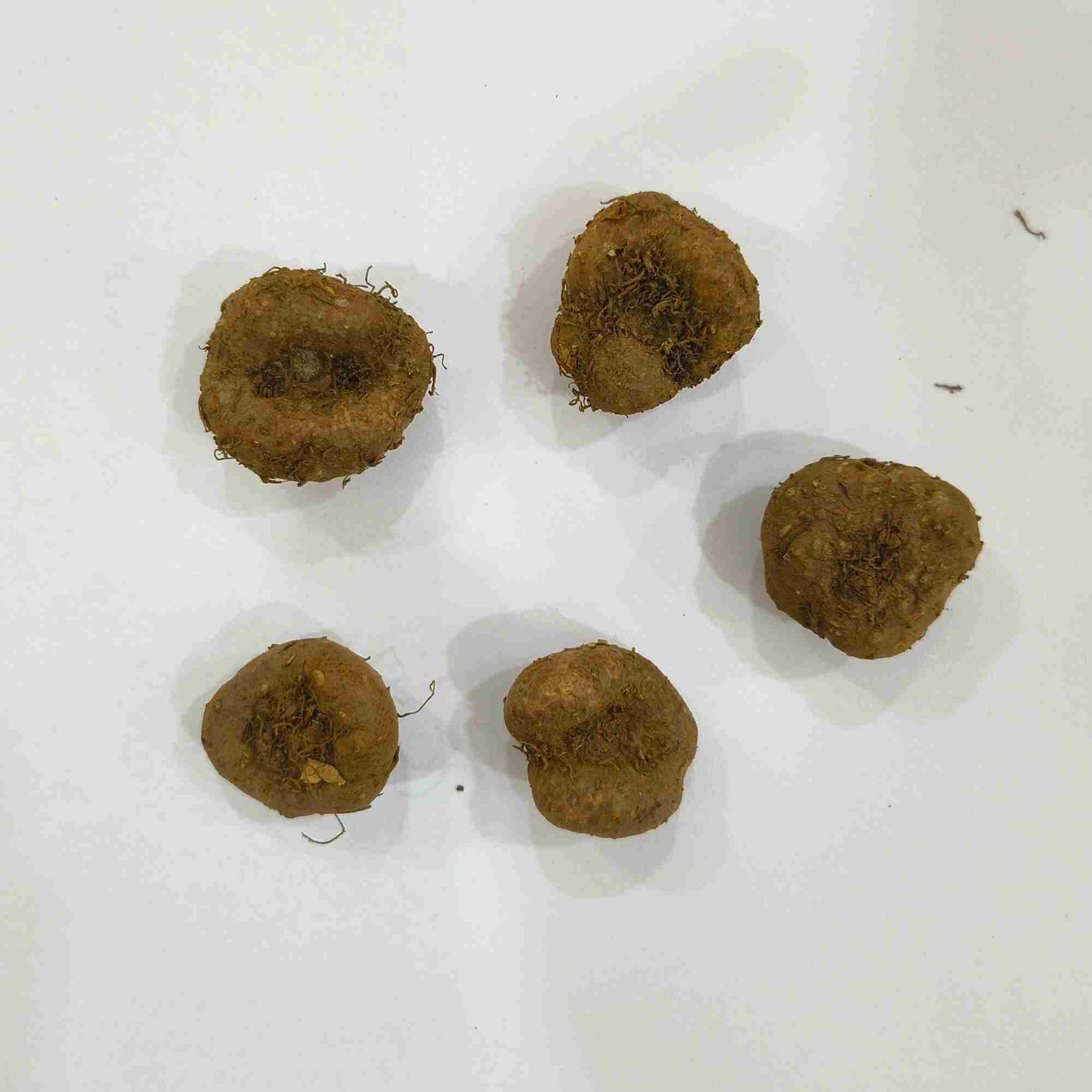 Gloxinia Mixed Color Flower Bulbs (05 Bulbs) Beautiful Indoor & Outdoor Blooms