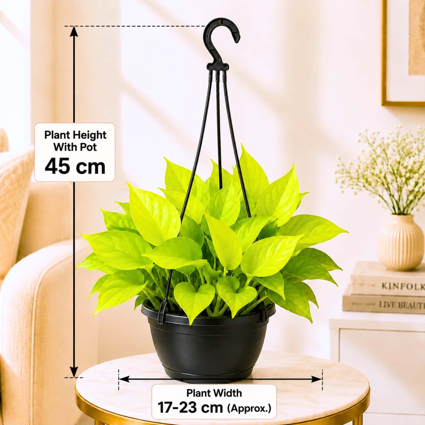 Golden Money Plant Live Plant with Hanging Pot