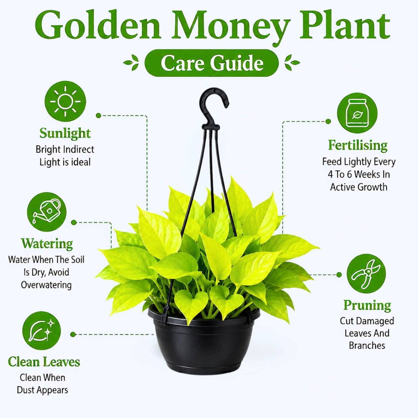 Golden Money Plant Live Plant with Hanging Pot