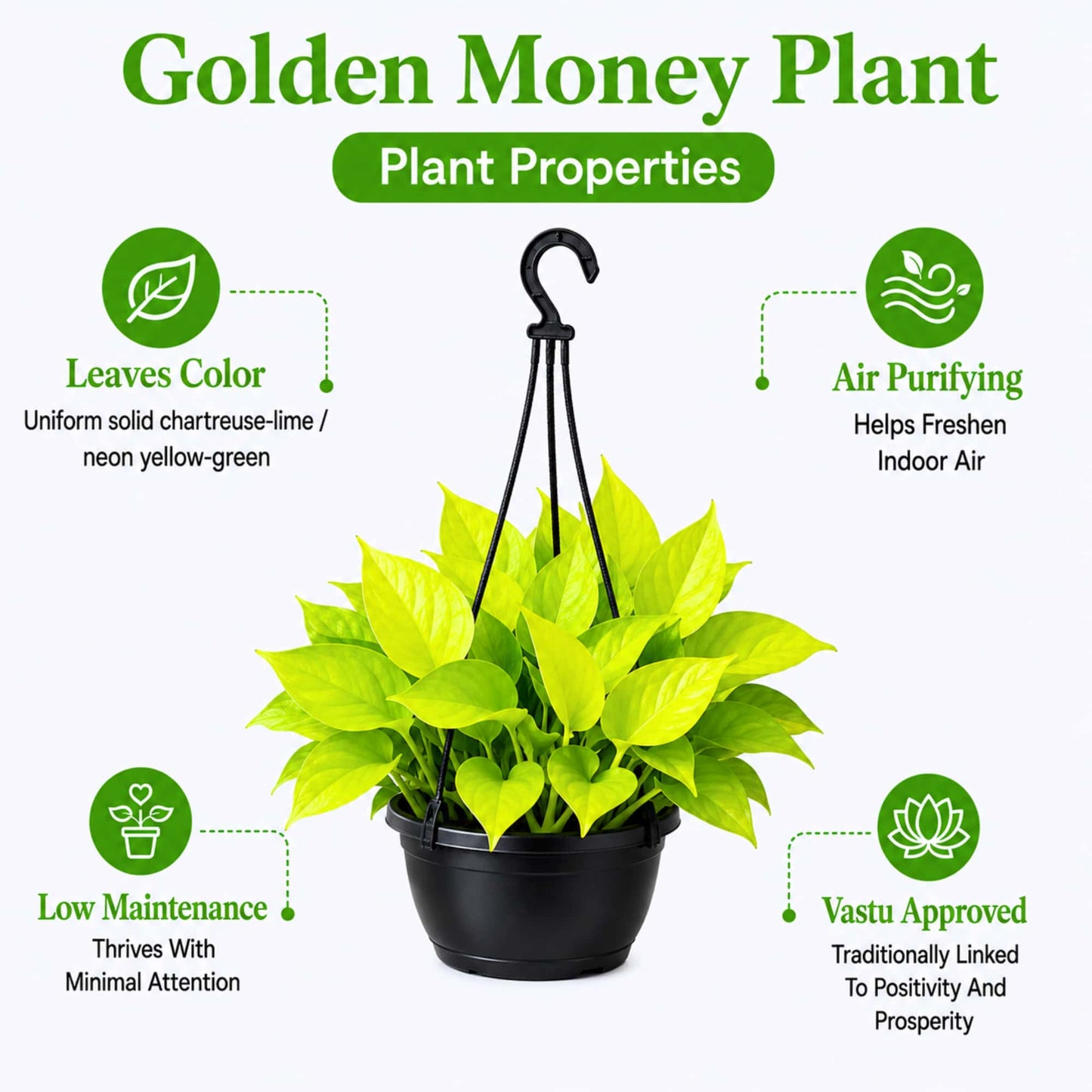 Golden Money Plant Live Plant with Hanging Pot