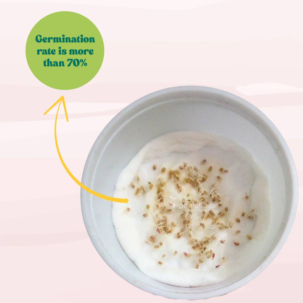 Gomphrena Choice Mixed Seeds (150 Seeds) Easy To Grow, High Germination, Perfect for pots, balconies, or Terrace gardens