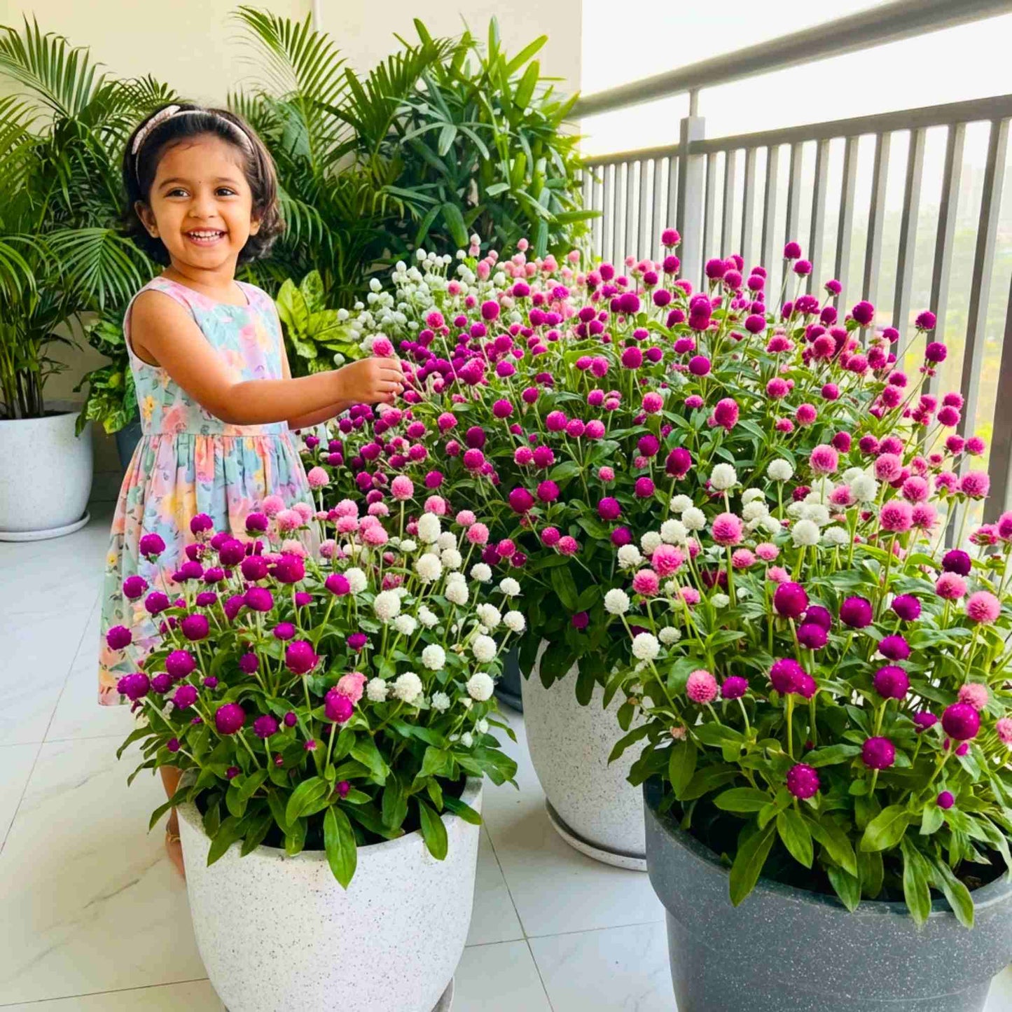 Gomphrena Choice Mixed Seeds (150 Seeds) Easy To Grow, High Germination, Perfect for pots, balconies, or Terrace gardens