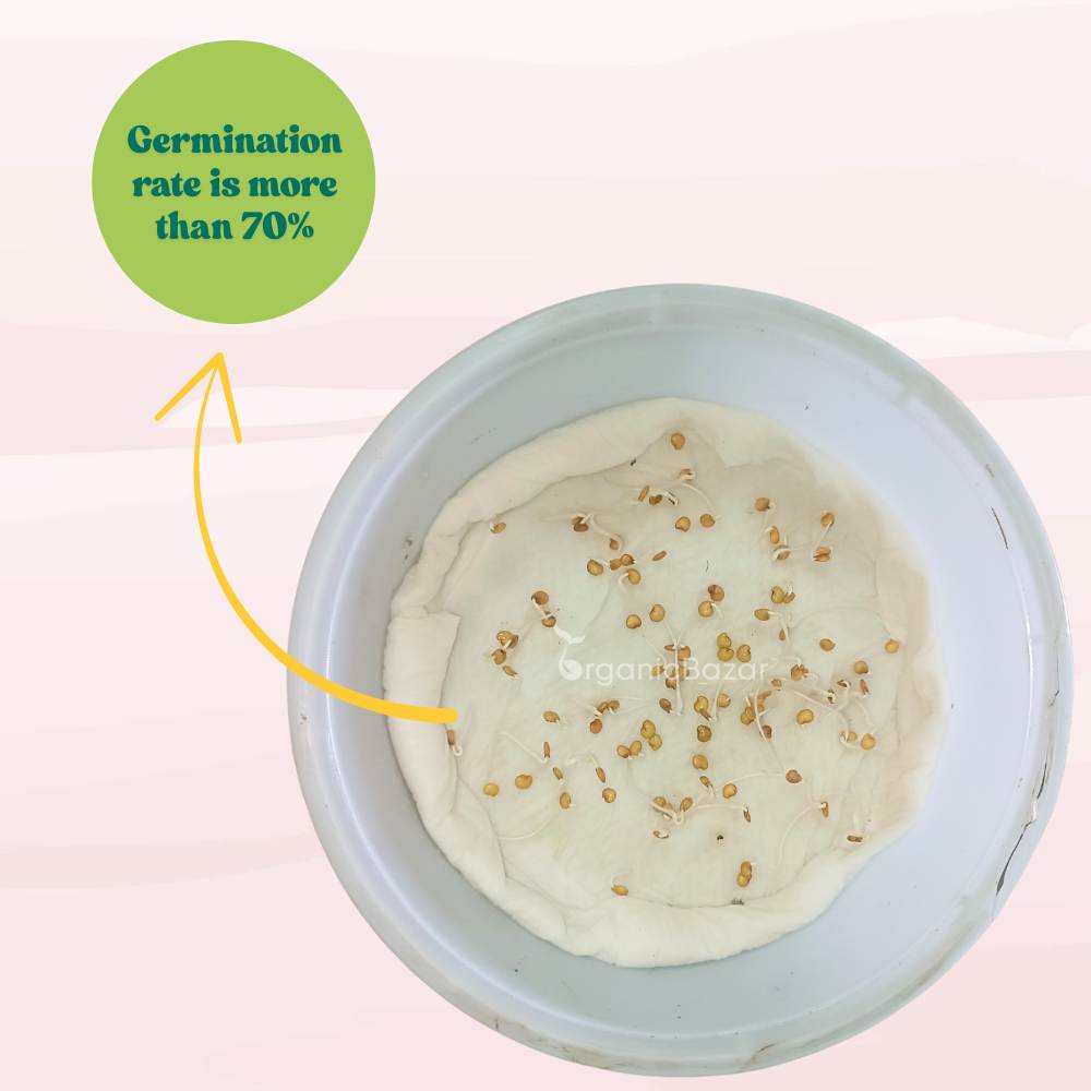 Green Brinjal Extra Long Seeds - (50 Seeds) High Germination/ High Yield / Ideal for Terrace/Kitchen Gardening (Lamba Baingan\Eggplant/लंबा बैंगन के बीज)