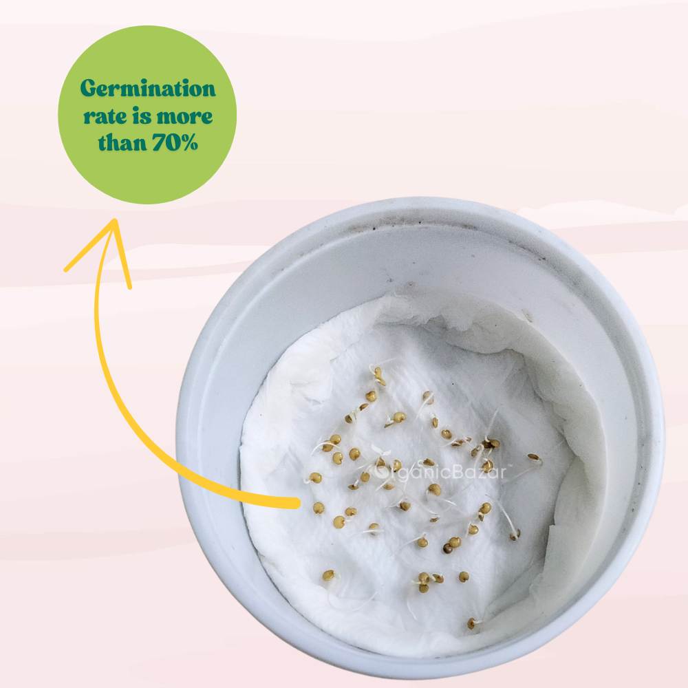 Green Brinjal Seeds (Long) - (50 Seeds) High Germination/ High Yield / Ideal for Terrace/Kitchen Gardening (Lamba hara Baingan/Eggplant/लंबा बैंगन के बीज)