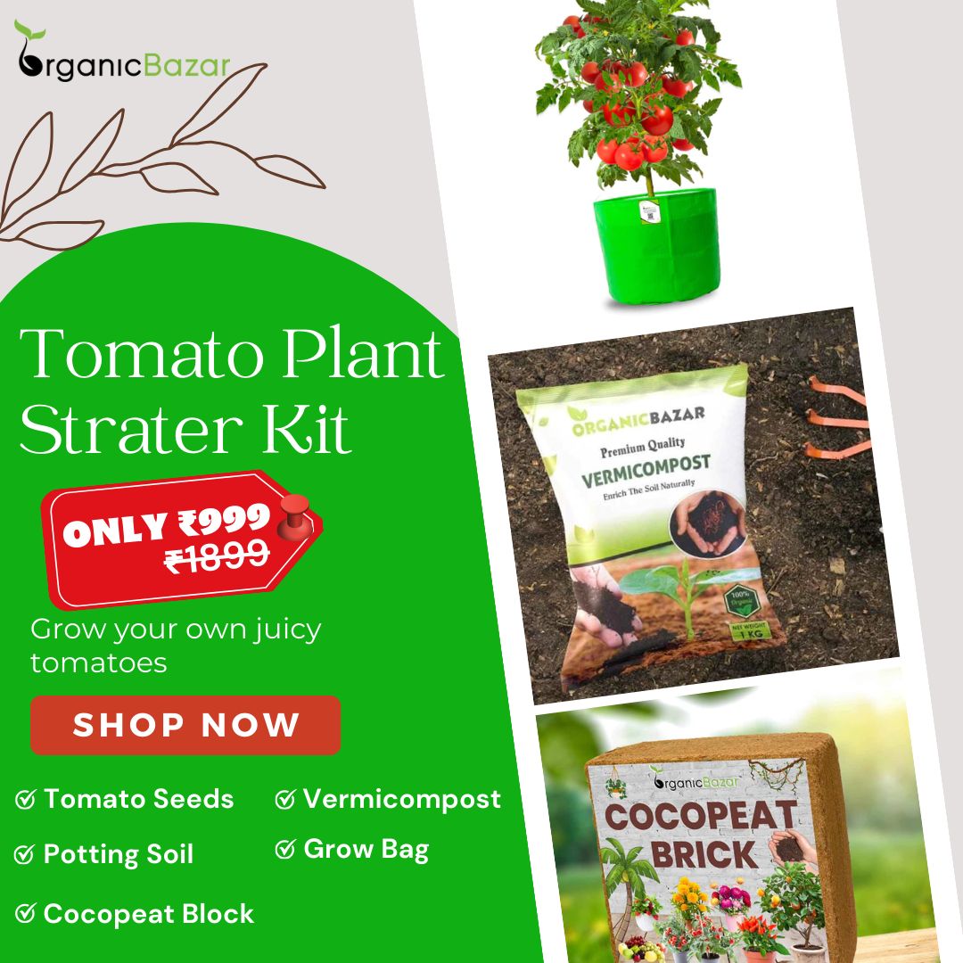 Tomatoes Growing Kit for beginners Grow Your Own Tomatoes - Perfect for Beginners