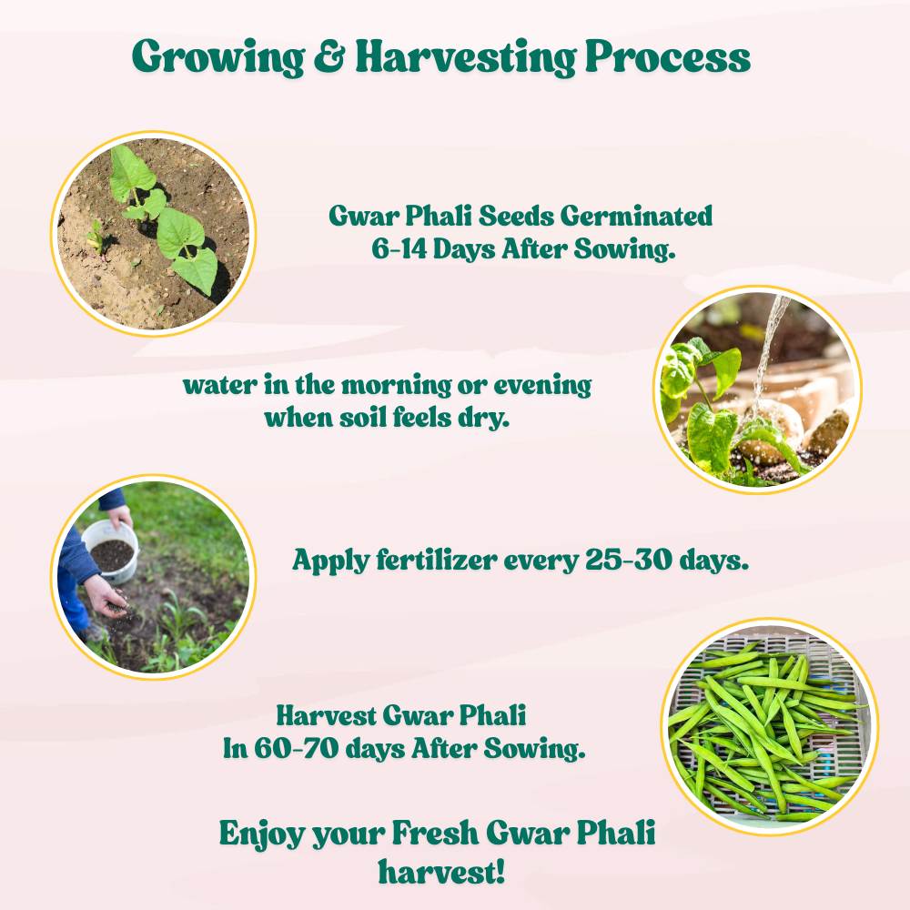 Gwar Phali Seeds - 50 Seeds (Cluster Beans/क्लस्टर बीन्स/ग्वार फली के बीज) High Germination, Easy to Grow Seeds For Terrace Gardening