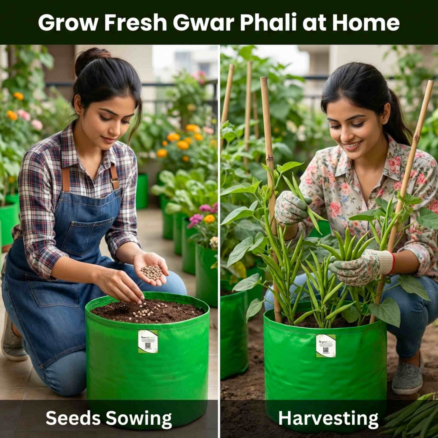 Gwar Phali Seeds - 50 Seeds (Cluster Beans/क्लस्टर बीन्स/ग्वार फली के बीज) High Germination, Easy to Grow Seeds For Terrace Gardening