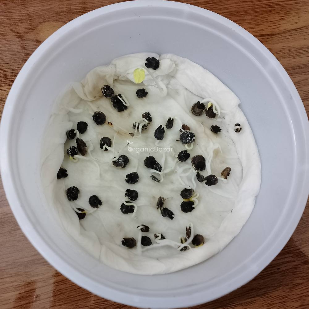 Hollyhock Summer Carnival Mix Seeds - 50 Seeds (Gulkhera/गुलखैरा के बीज)