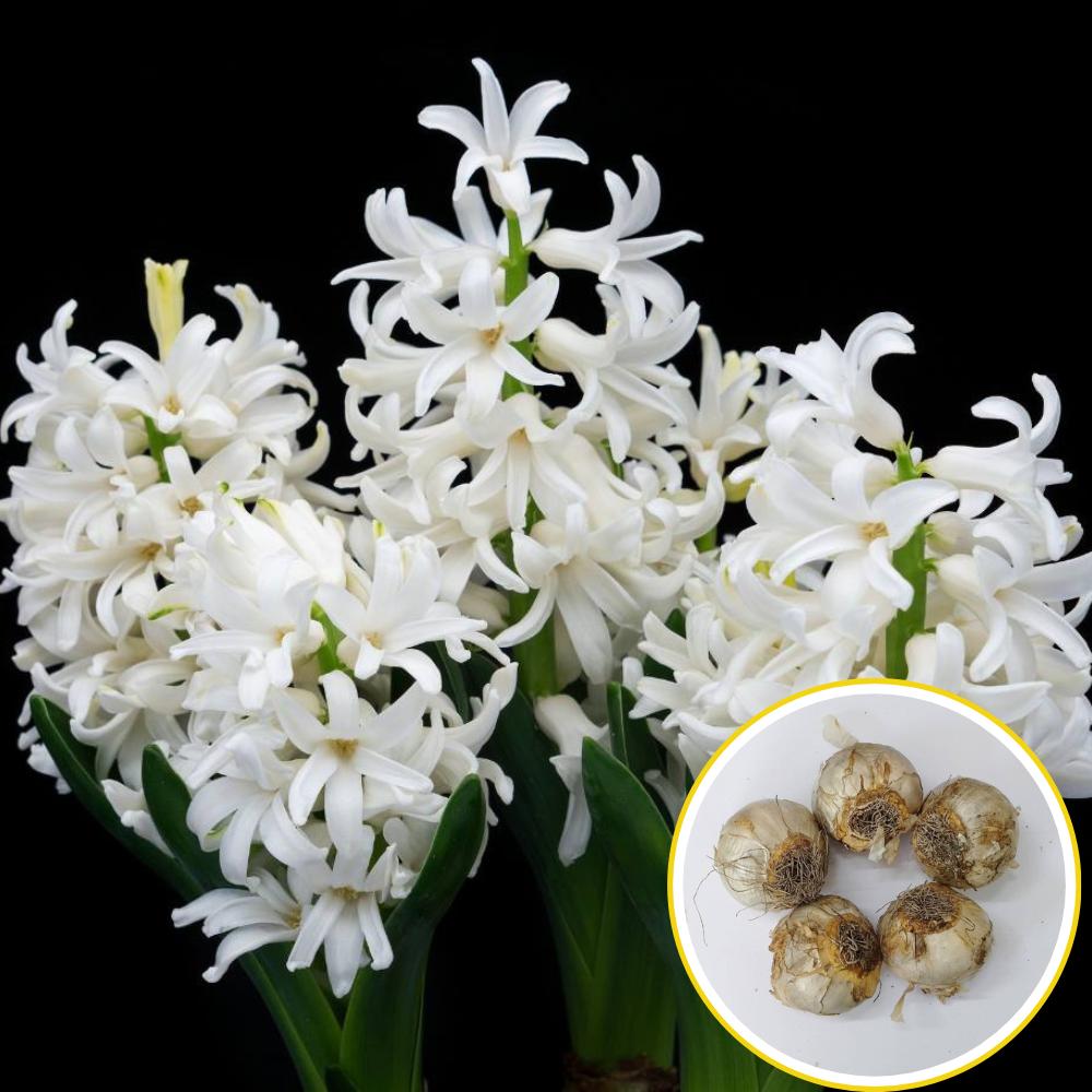 Hyacinth White Flower Bulbs (05N)