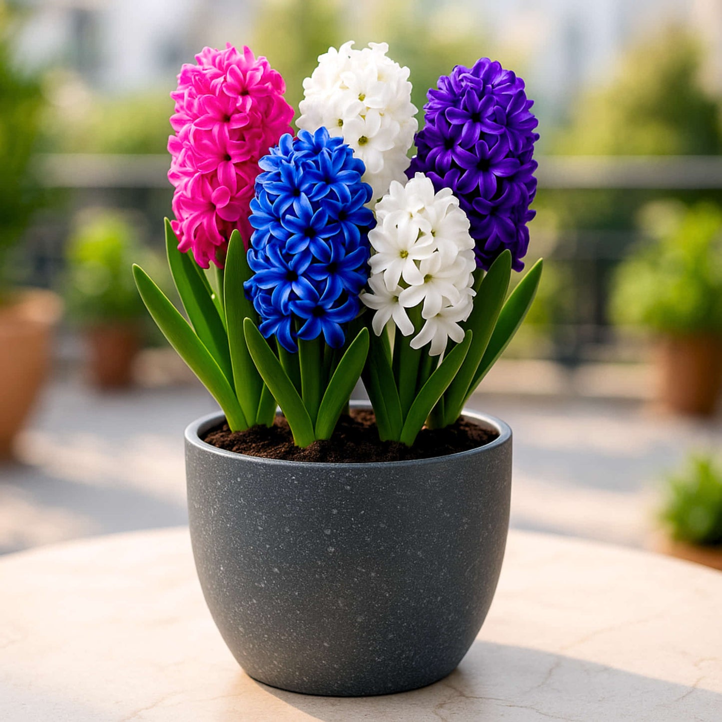 Hyacinth Mixed Color Flower Bulbs (05 Bulbs)