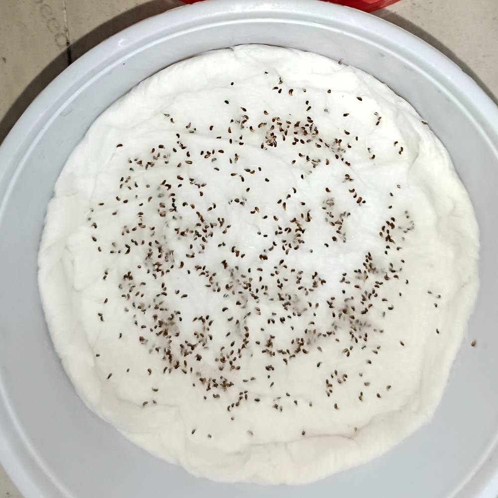 Iceland Poppy Mix Seeds (400 Seeds)