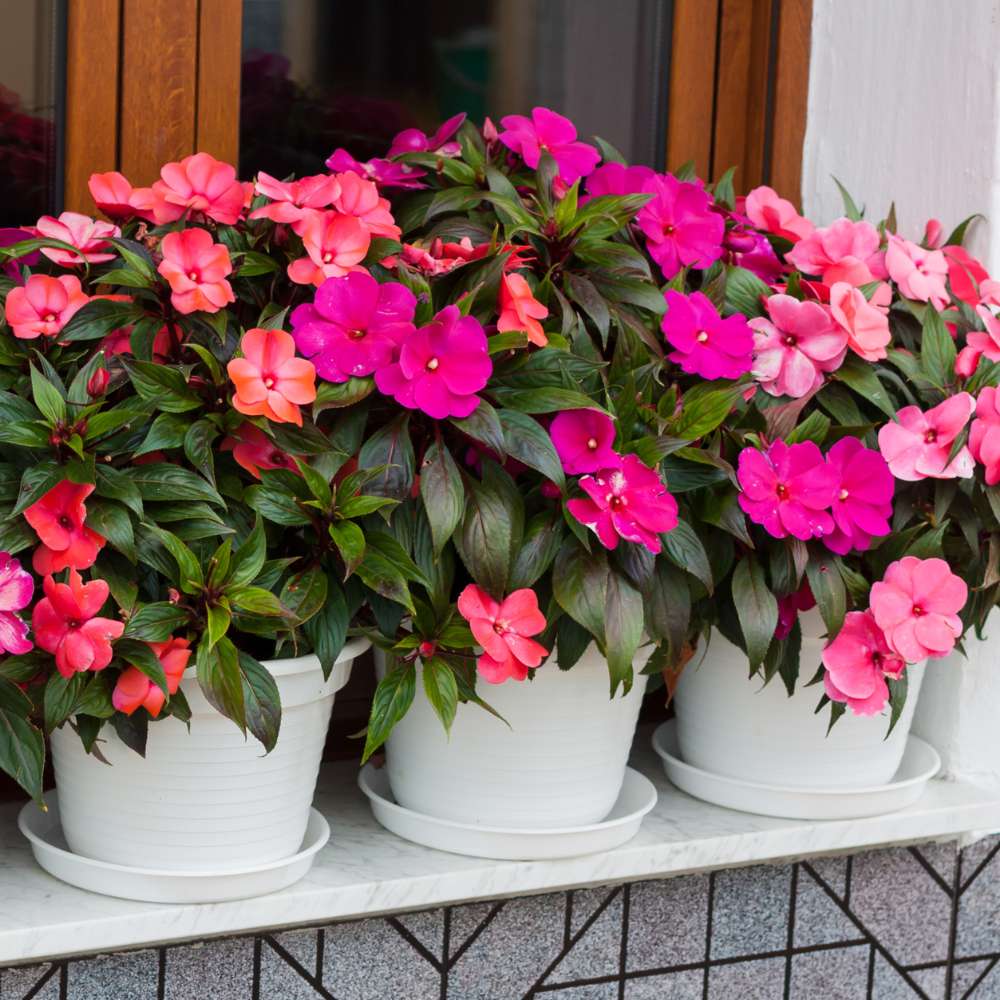 Impatiens Baby Dwarf Mixed Seeds (25 Seeds) Easy To Grow, High Germination, Perfect for pots, balconies, or Terrace gardens