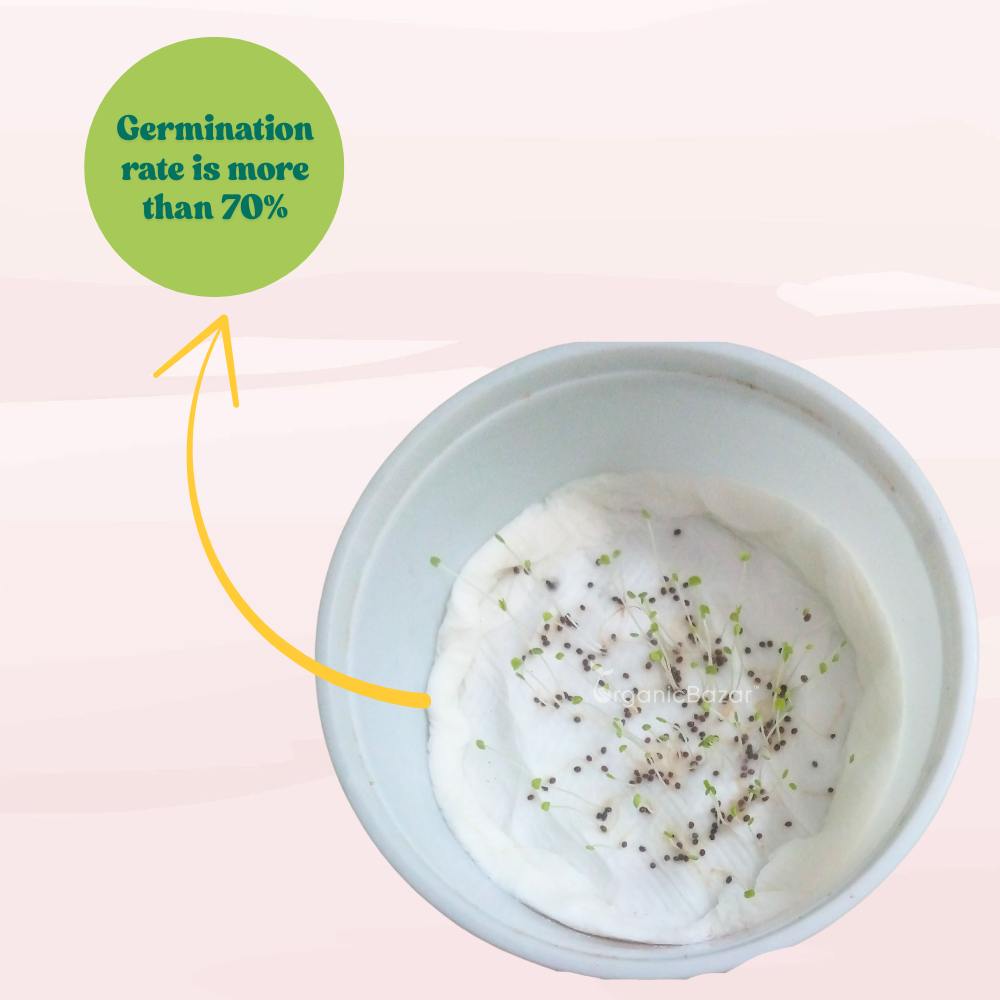 Indian Holy Basil (Desi Tulsi) Seeds For Home gardening (200 Seeds) High Germination/ Easy to Grow