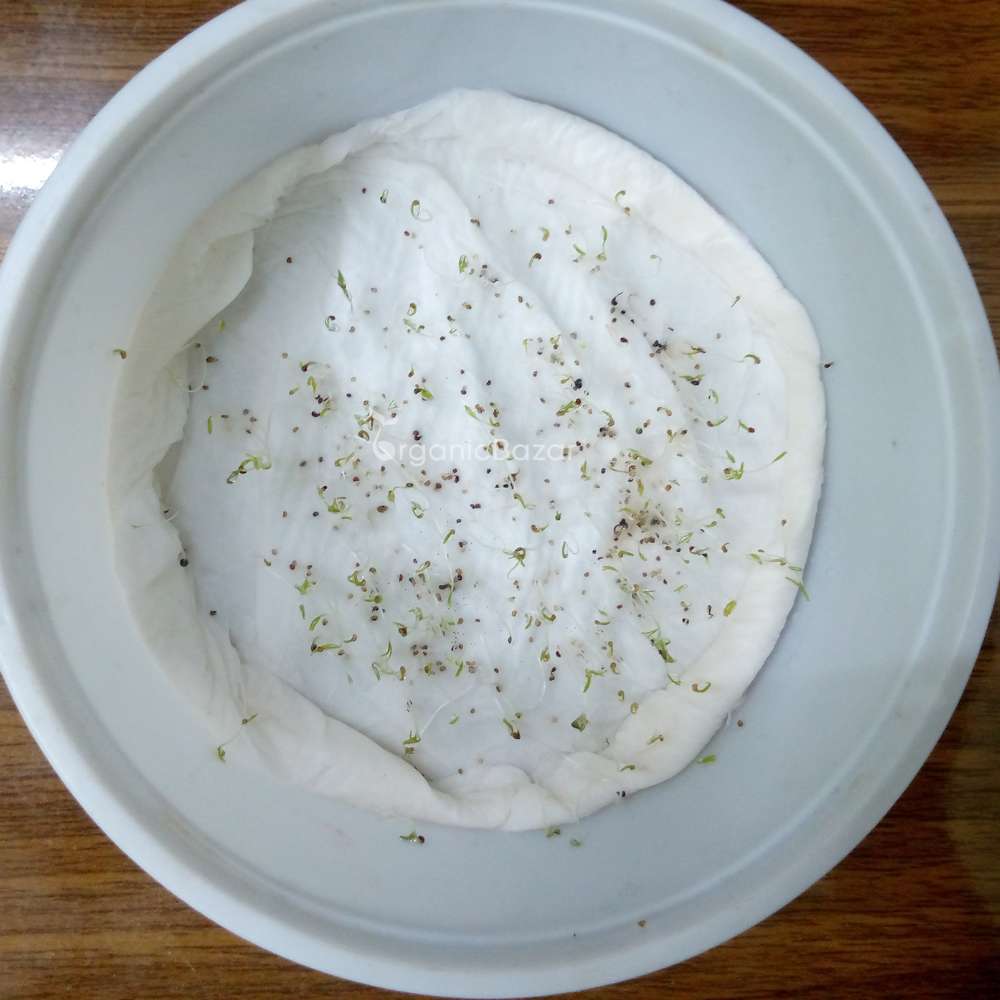 Indian Shirley Poppy Mix Seeds (400 Seeds) High Germination, Perfect for pots, balconies, or Terrace gardens