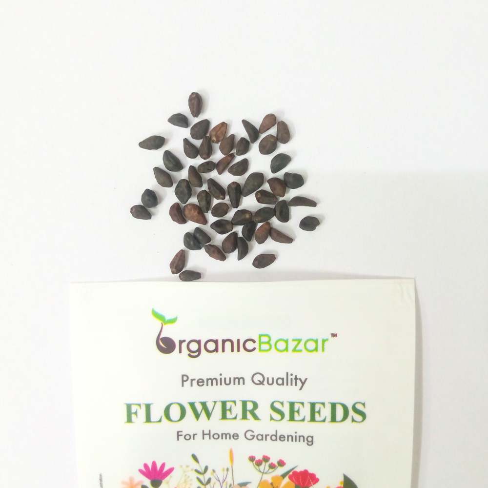 Ipomoea Heavenly Blue Morning Glory Seeds (50 Seeds) High Germination/ Easy To grow/ Perfect for pots, balconies, or Terrace gardens