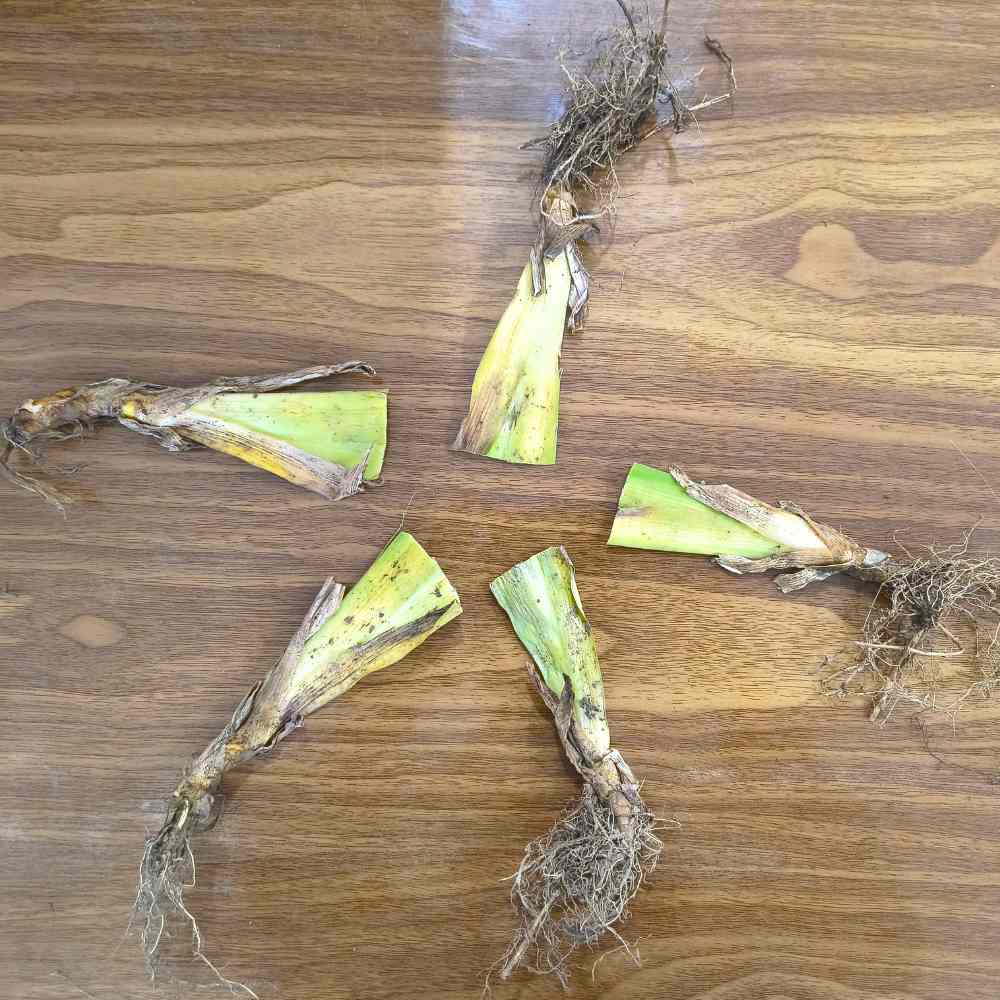 Iris Butterfly Flower Bulbs (05 Bulbs)