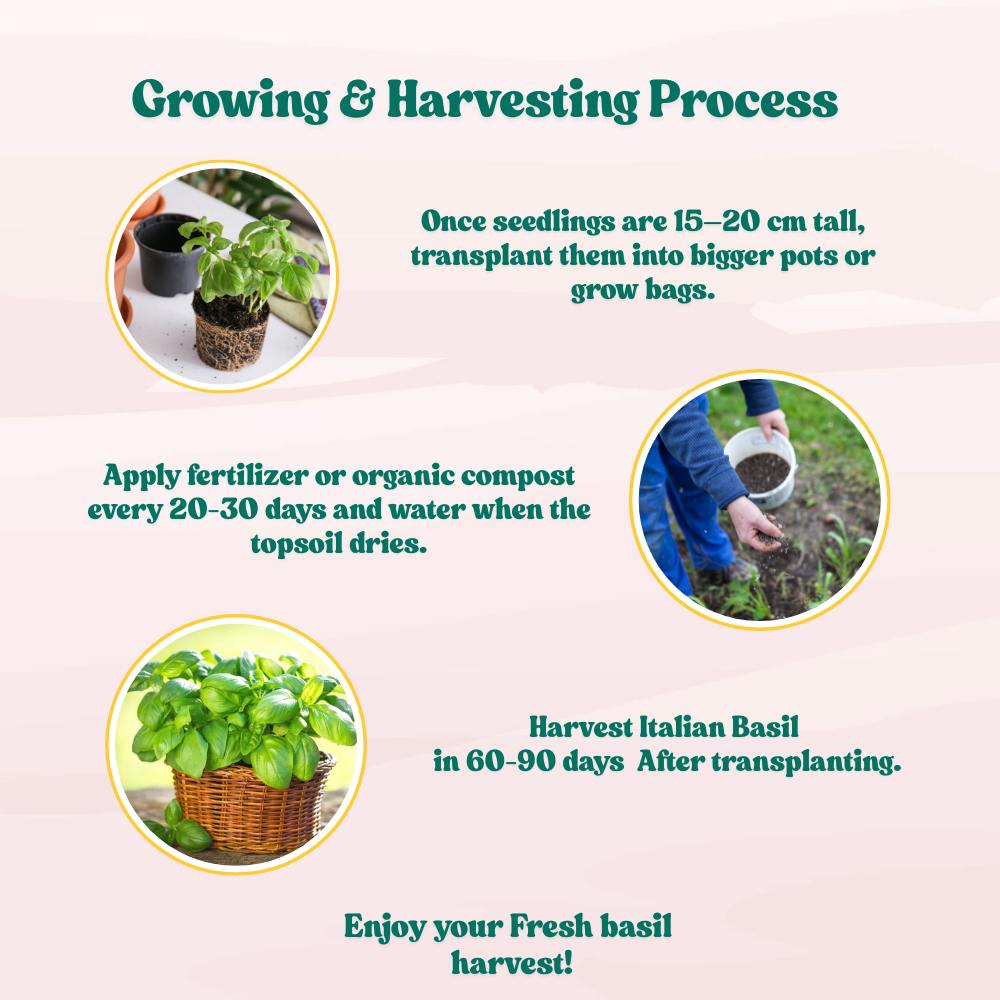 Italian Large Leaf Basil Seeds - 200 Seeds (तुलसी के बीज) High Germination/Perfect for pots, balconies, or Terrace gardens