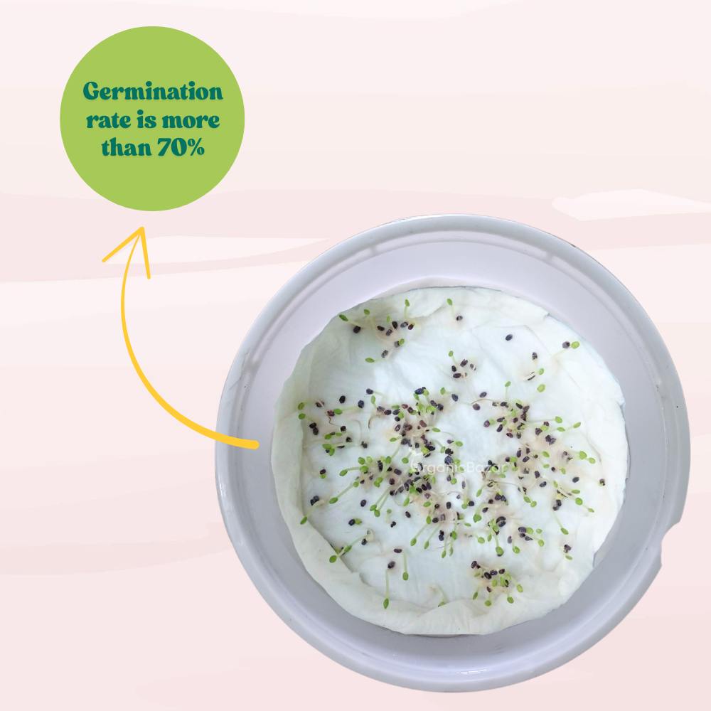 Italian Large Leaf Basil Seeds - 200 Seeds (तुलसी के बीज) High Germination/Perfect for pots, balconies, or Terrace gardens