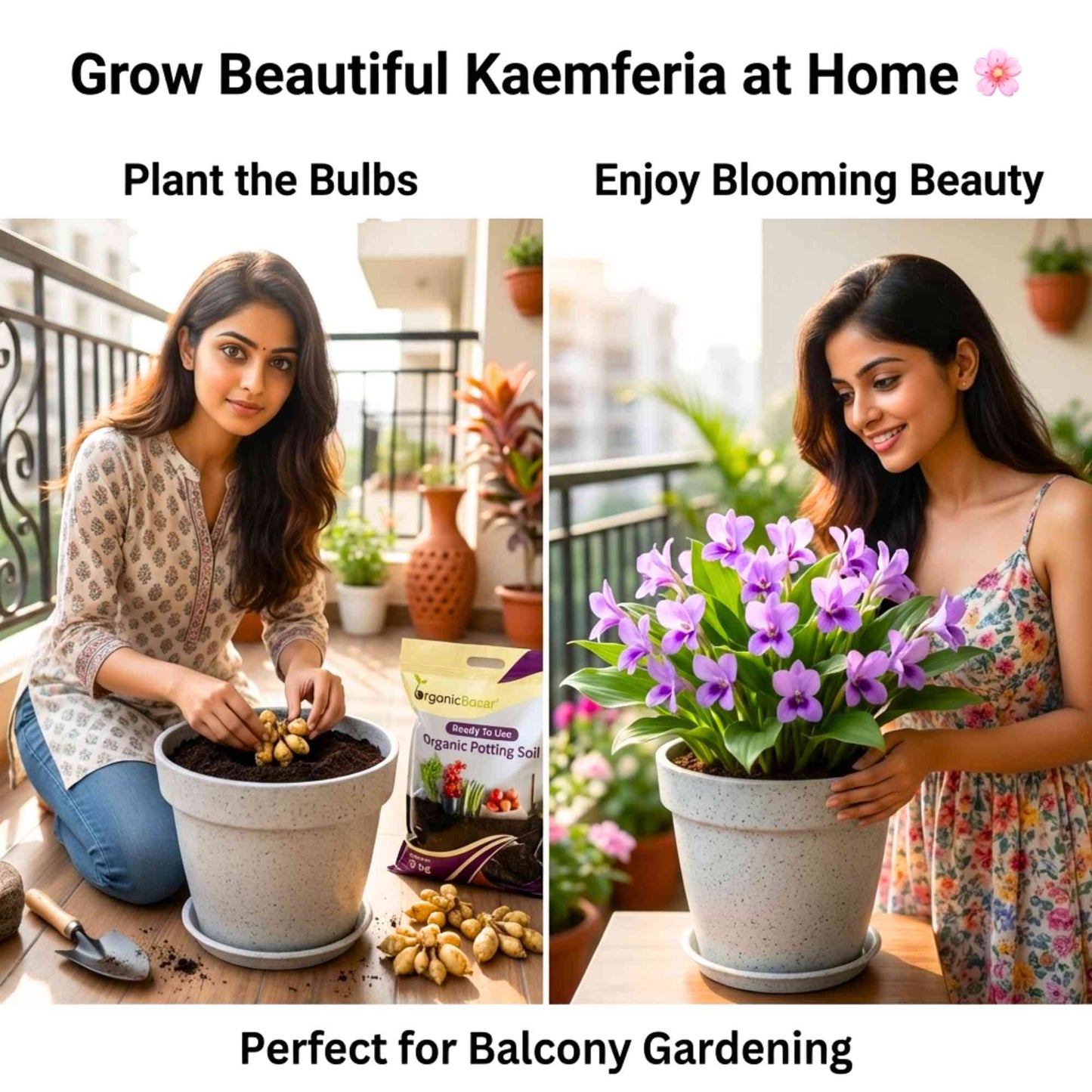 Kaempferia Flower Bulbs (05N)