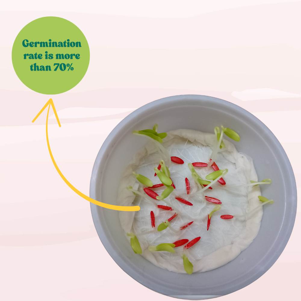 Kakri Long Melon Seeds - 20 Seeds (Kakdi/ककड़ी के बीज) High Germination, Easy to Grow Seeds For Terrace Gardening