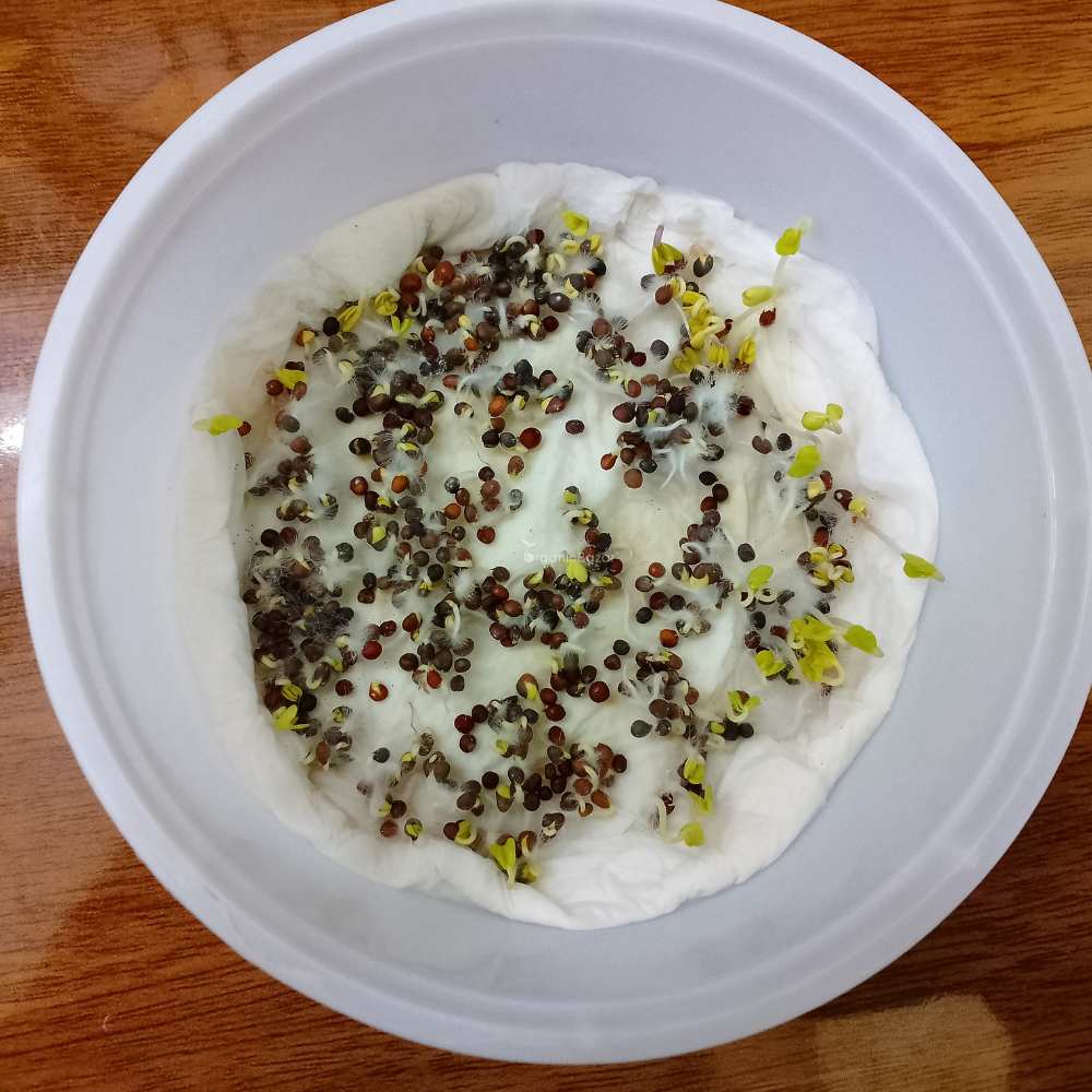 Kale Green Microgreen Seeds (20g)