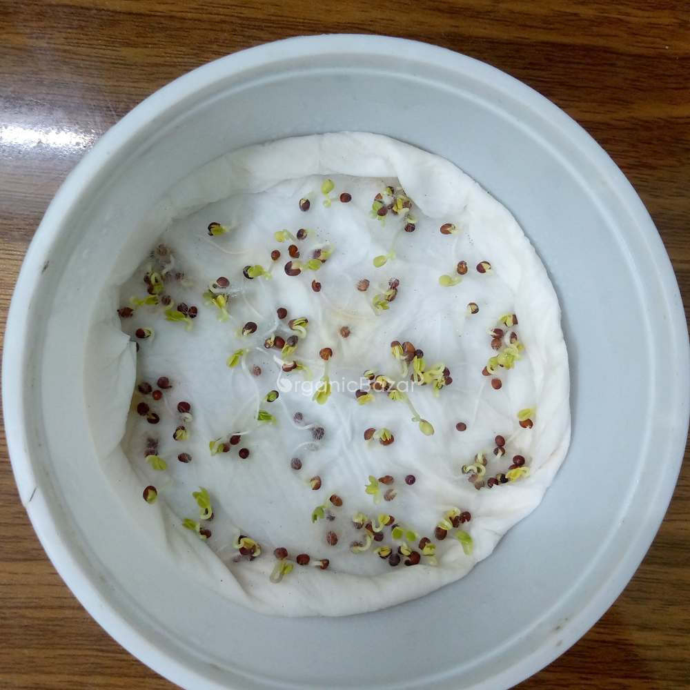 Kale Seeds For Home Gardening - 150 Seeds (केल के बीज) High Germination / Easy to Grow / Ideal for Terrace/Kitchen Gardening