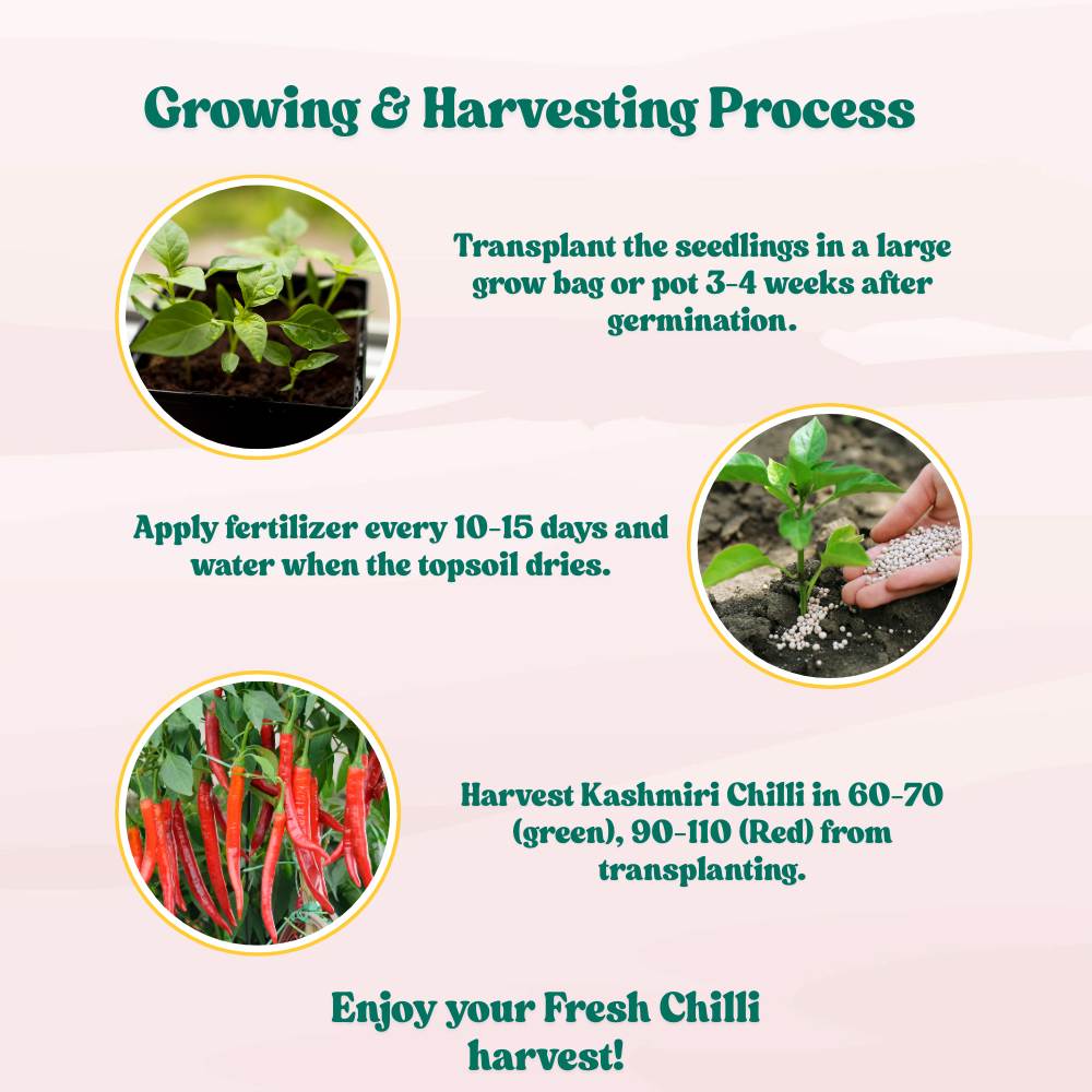 Kashmiri Chilli Seeds - (50 Seeds) High Yield | High Germination | Best for Home Gardens (Kashmiri Laal Mirch ke Beej / कश्मीरी मिर्च के बीज)