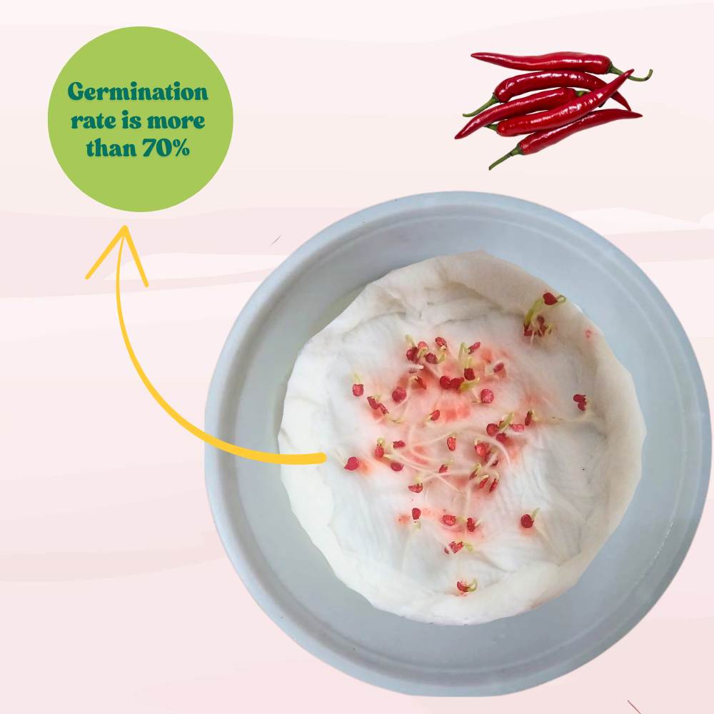 Kashmiri Chilli Seeds - (50 Seeds) High Yield | High Germination | Best for Home Gardens (Kashmiri Laal Mirch ke Beej / कश्मीरी मिर्च के बीज)