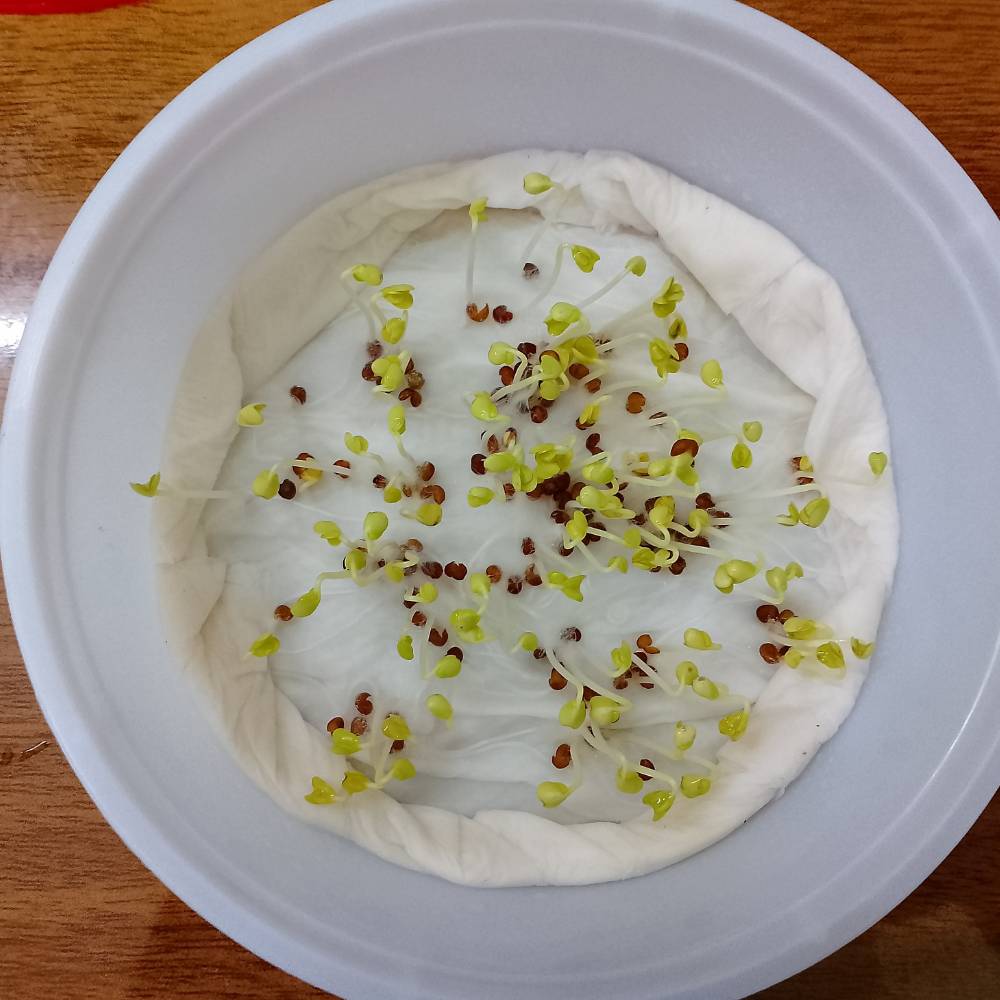 Knol Khol (kohlrabi) Seeds - 150N (Ganth Gobhi/गांठ गोभी के बीज)