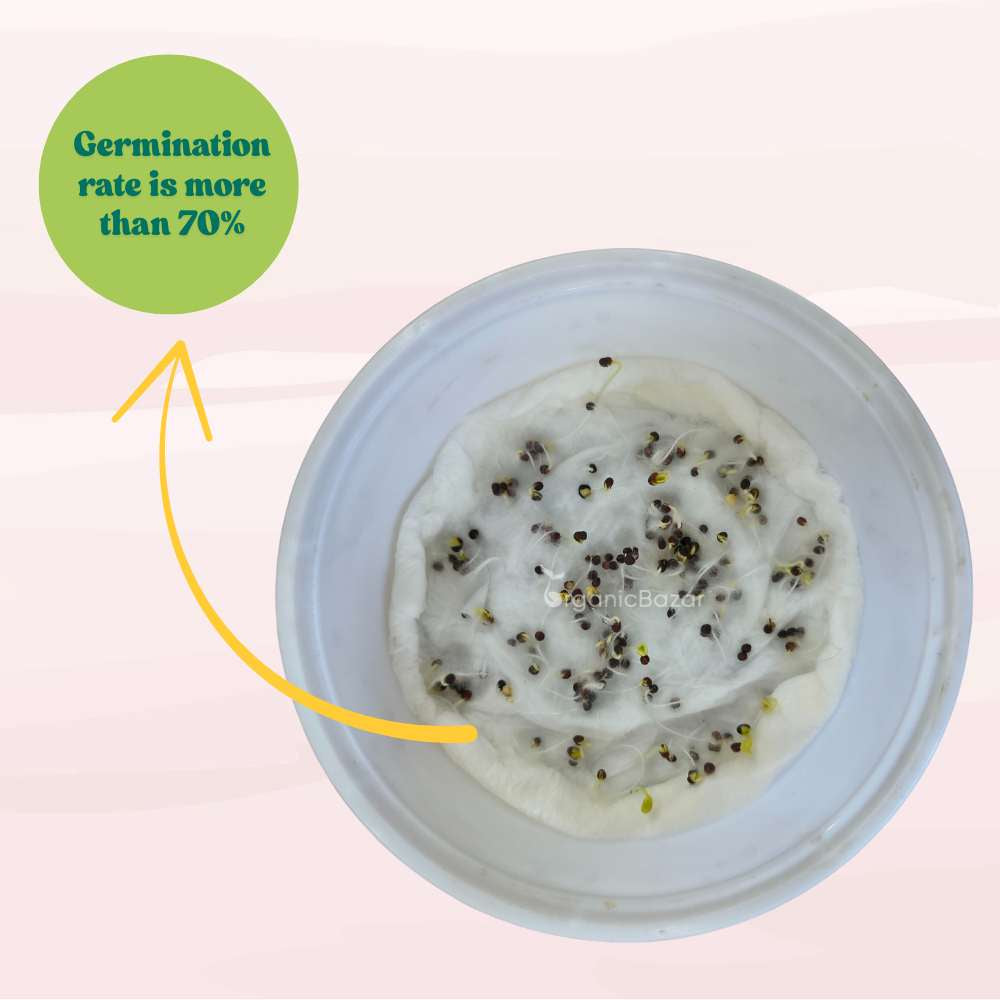 Komatsuna Green (Japanese Mustard) Seeds (250 Seeds) Easy To Grow, Suitable for pots, grow bags, Premium Quality Seeds For Terrace Gardening