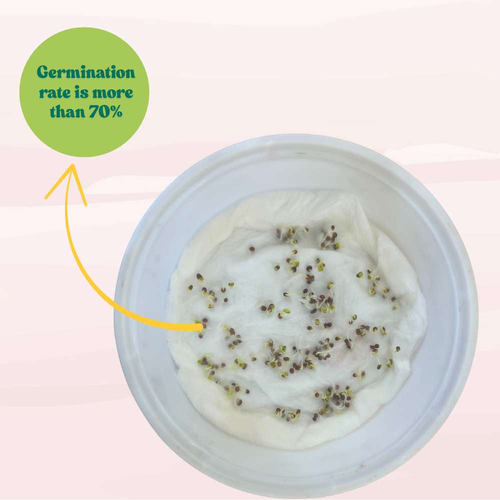 Komatsuna Red (Japanese Mustard) Seeds (250 Seeds) Easy To Grow, Suitable for pots, grow bags, Premium Quality Seeds For Terrace Gardening