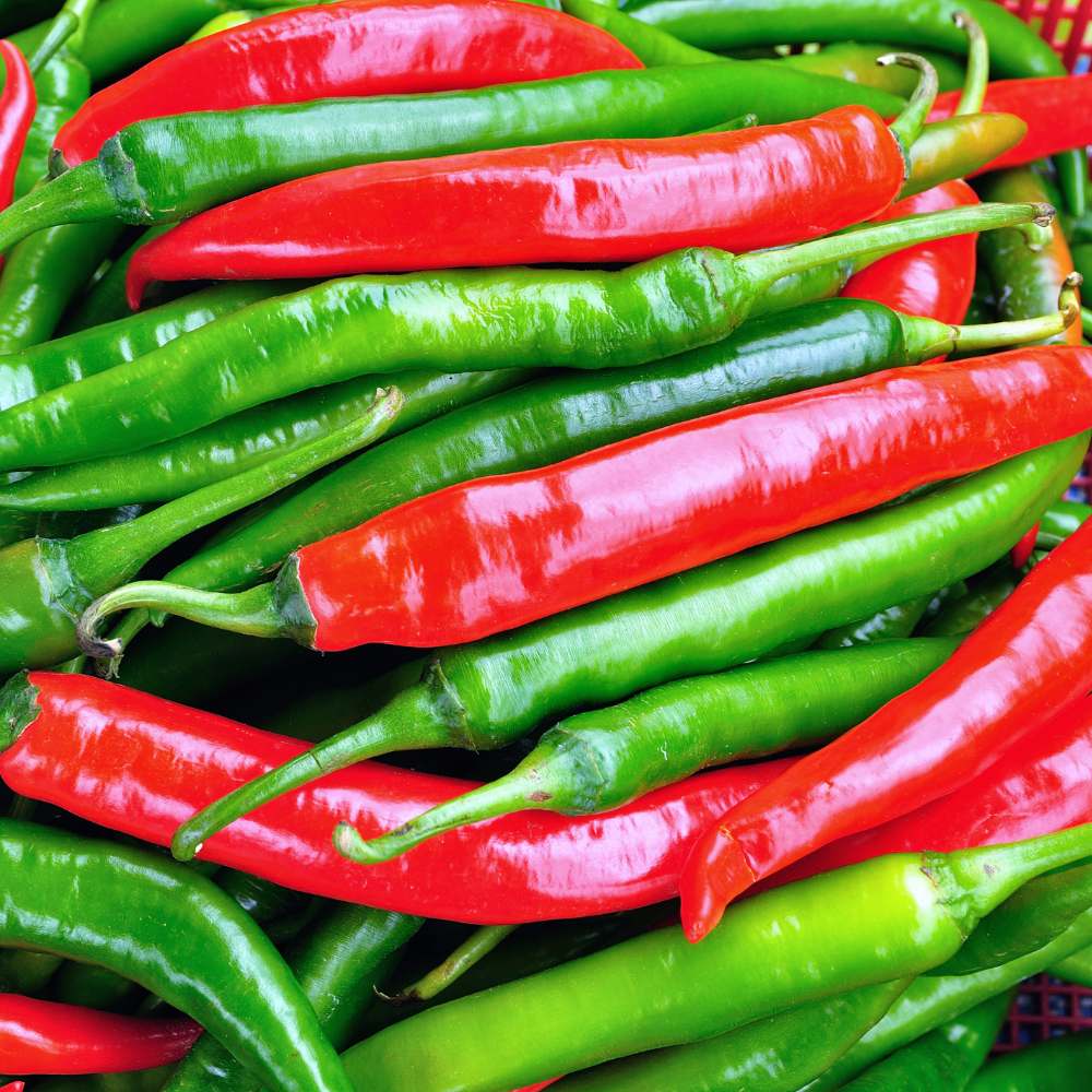 Kashmiri Chilli Seeds - (50 Seeds) High Yield | High Germination | Best for Home Gardens (Kashmiri Laal Mirch ke Beej / कश्मीरी मिर्च के बीज)