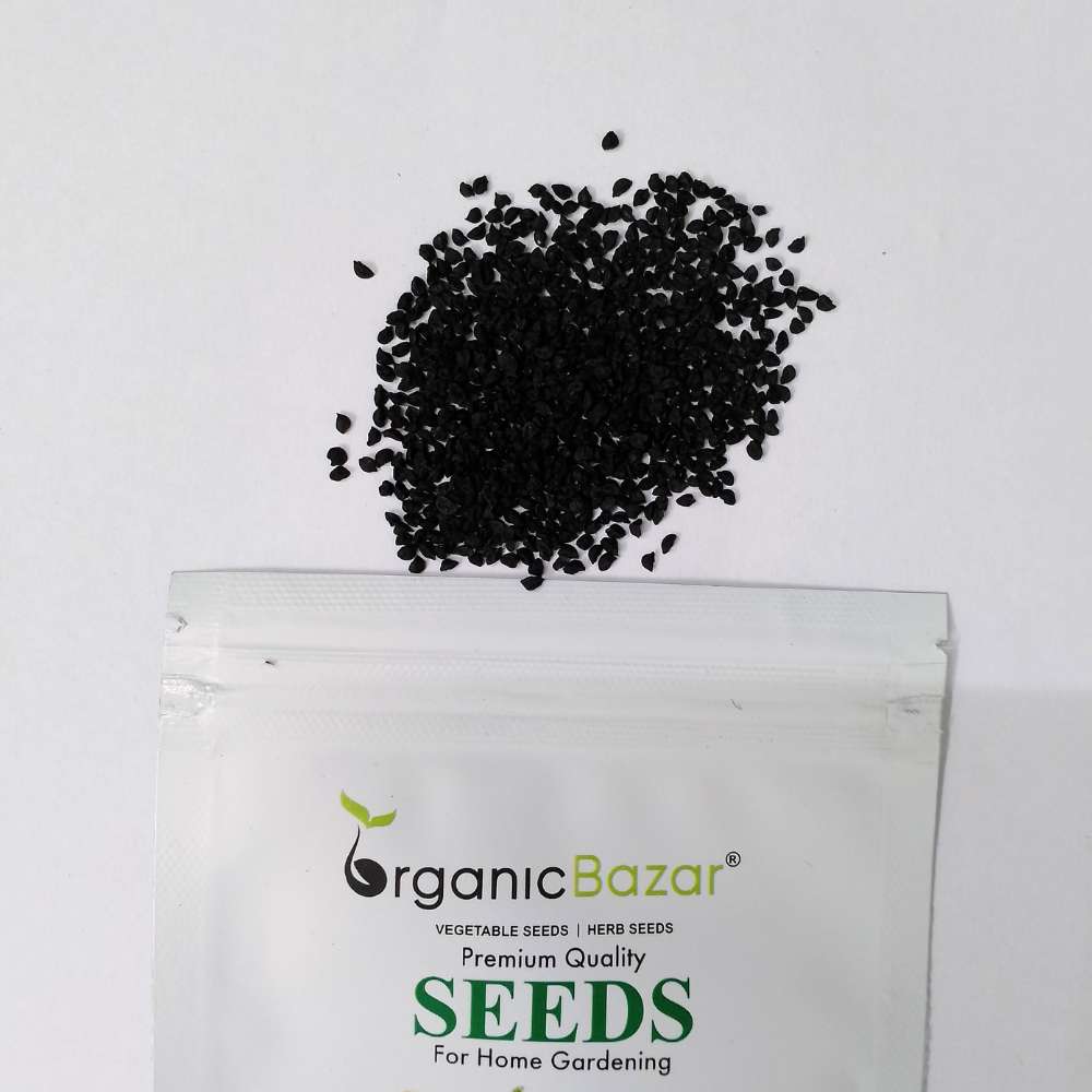 Leek Seeds - 500 Seeds (Hari Pyaj/लीक के बीज) High Germination/ Easy to Grow/ Ideal for Terrace/Kitchen Gardening