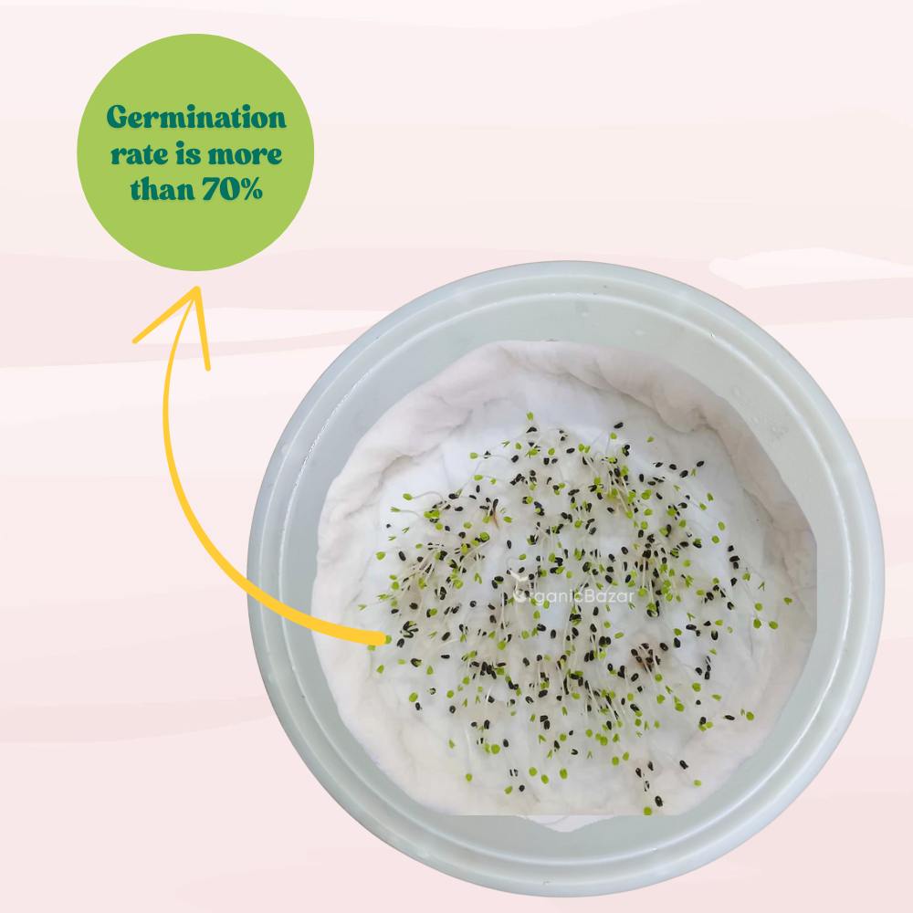 Lemon Balm Seeds - 200 Seeds (लेमन बाम के बीज) High Germination/ Easy to Grow/ Ideal For Terrace Gradening