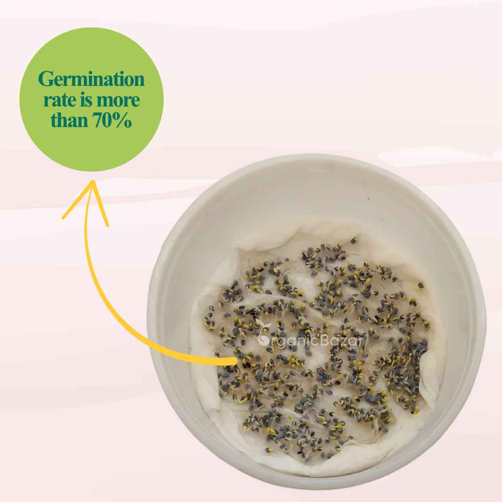 Lemon Basil Microgreens Seeds (2g Seeds)