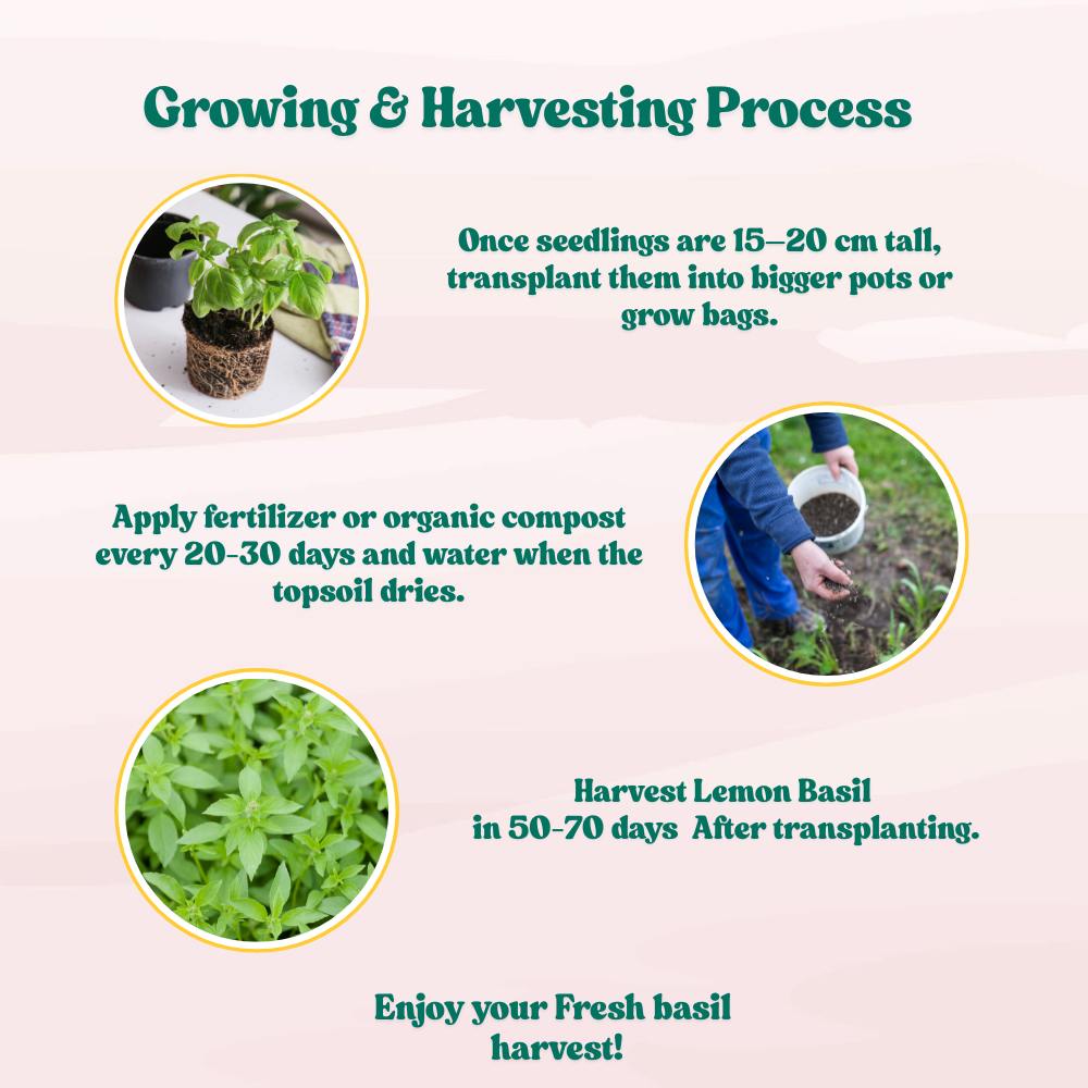 Lemon Basil Seeds - 200 Seeds (Tulsi/लेमन तुलसी के बीज) High Germination/Perfect for pots, balconies, or Terrace gardens