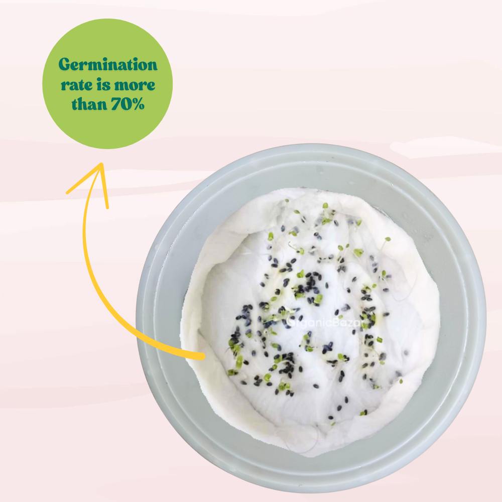 Lemon Basil Seeds - 200 Seeds (Tulsi/लेमन तुलसी के बीज) High Germination/Perfect for pots, balconies, or Terrace gardens