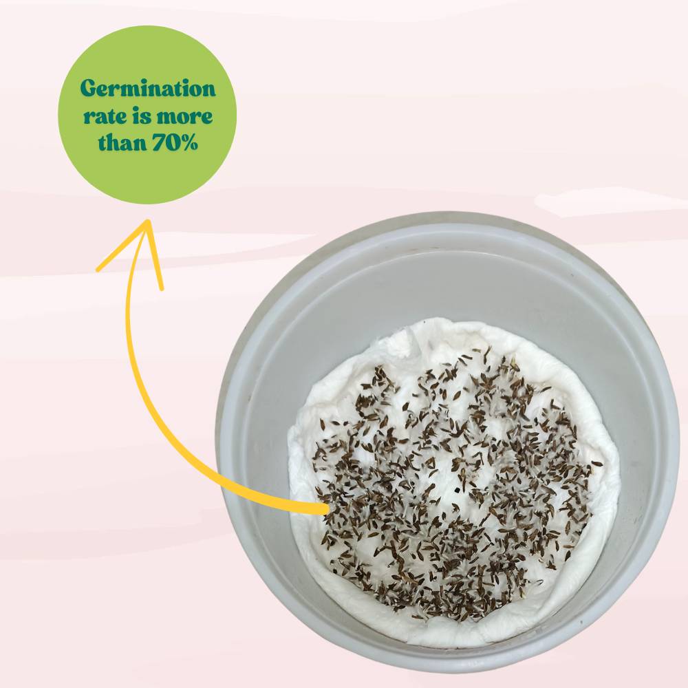 Lettuce Biscia Salad Bowl Red Seeds (Salad patta/सलाद पत्ता के बीज) Easy To Grow, High Germination, Leafy Vegetable Seeds for Balcony, Terrace Garden