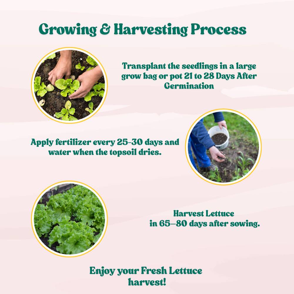 Lettuce Iceberg Seeds - 300 Seeds (Salad patta/सलाद पत्ता के बीज) Easy To Grow, High Germination, Leafy Vegetable Seeds for Balcony, Terrace Garden