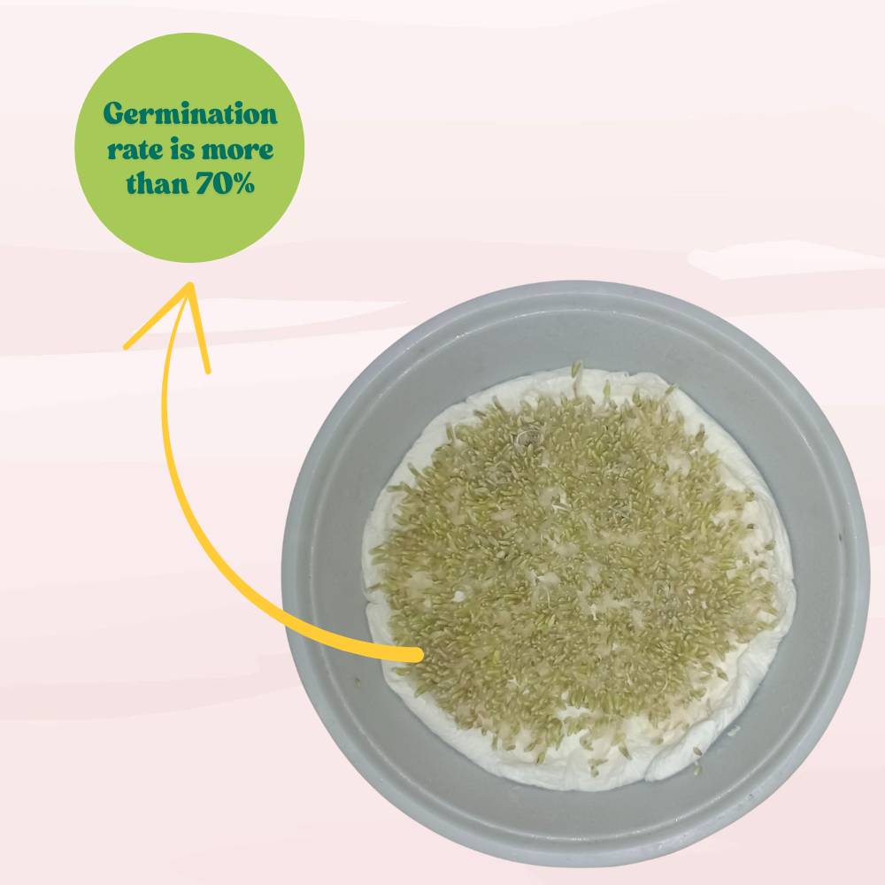 Lettuce Lollo Rosso Seeds (300 Seeds) Easy To Grow, High Germination, Leafy Vegetable Seeds for Balcony, Terrace Garden