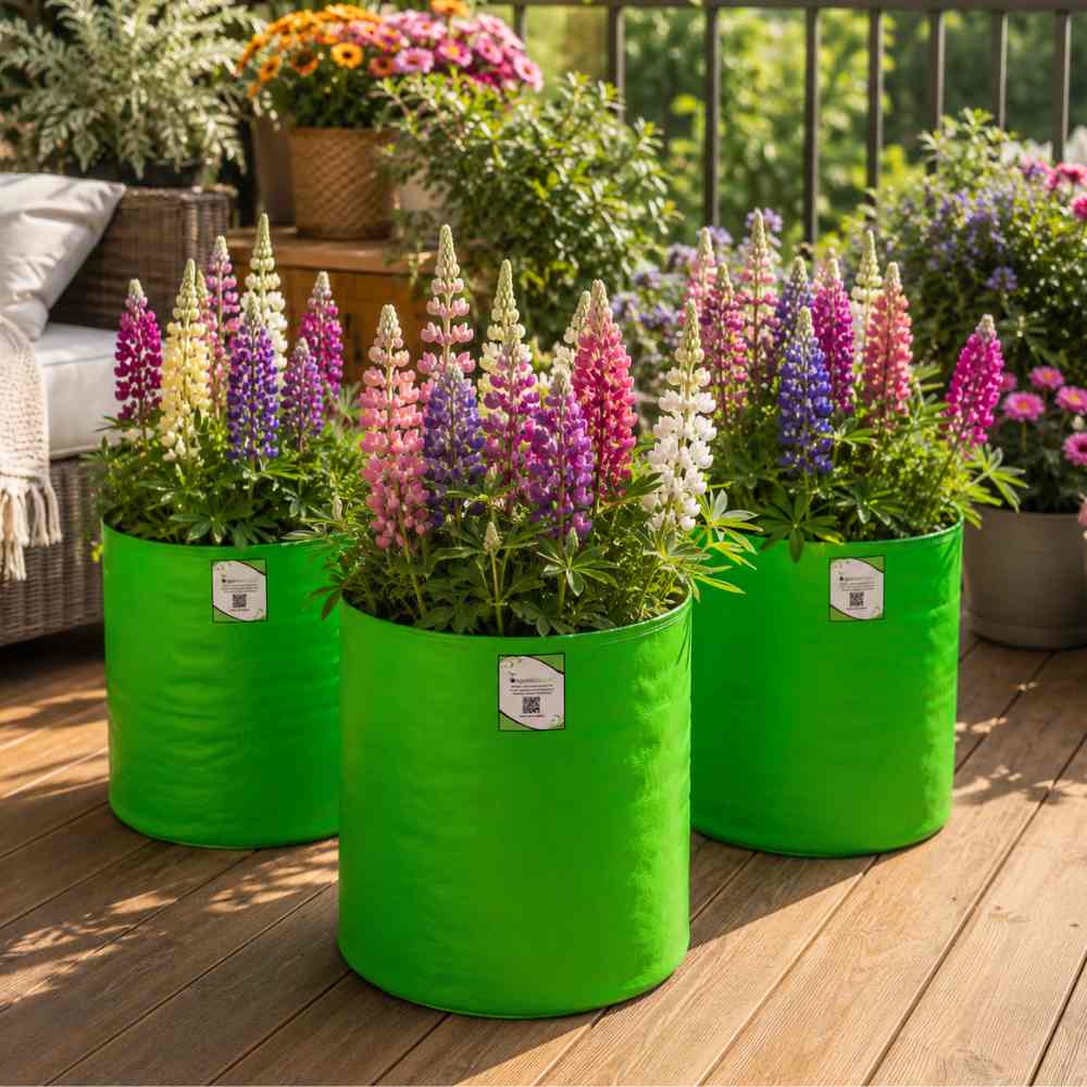 Lupin (Bluebonnet) Hartwegii Pixie Mix Seeds - (50 Seeds) High Germination/ Easy To grow/ Perfect for pots, balconies, or Terrace gardens