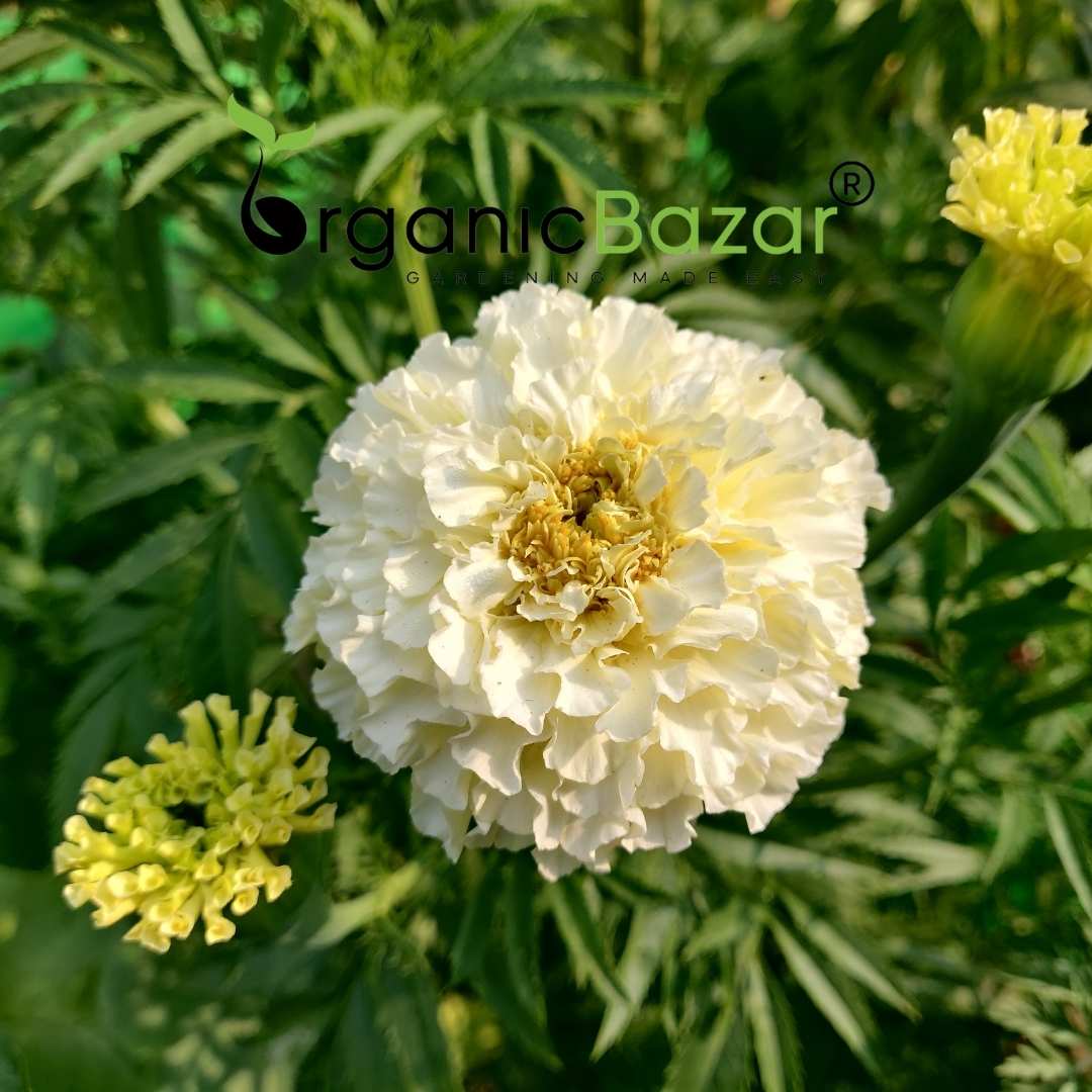 Marigold White Flower Seeds - 50 Seeds (Genda/ सफ़ेद गेंदा के बीज) High Germination/ Easy To grow/ Perfect for pots, balconies, or Terrace gardens