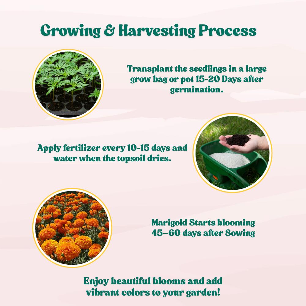 Marigold Double Dwarf Orange Seeds - 100 Seeds (Genda/ गेंदा के बीज) High Germination/ Easy To grow/ Perfect for pots, balconies, or Terrace gardens