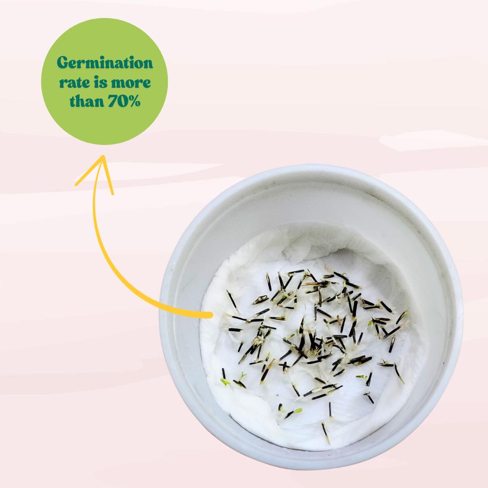 Marigold Double Dwarf Orange Seeds - 100 Seeds (Genda/ गेंदा के बीज) High Germination/ Easy To grow/ Perfect for pots, balconies, or Terrace gardens