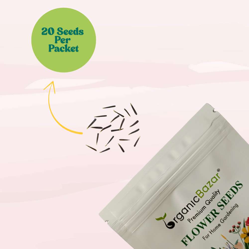 Marigold Dwarf White F1 Hybrid Flower Seeds (20 Seeds) High Germination/ Easy To grow/ Perfect for pots, balconies, or Terrace gardens